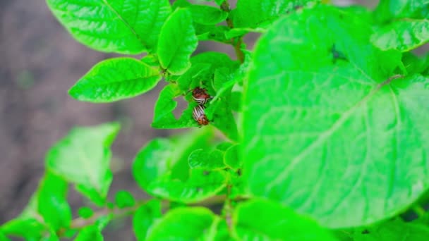 Pair Colorado Potato Beetles Rich Green Potato Leaves Close High — Stock Video