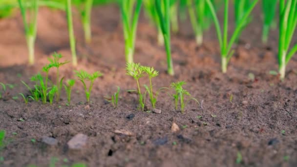 Plantation Carrots Close Blurred Background Green Onions Young Carrot Leaves — стоковое видео