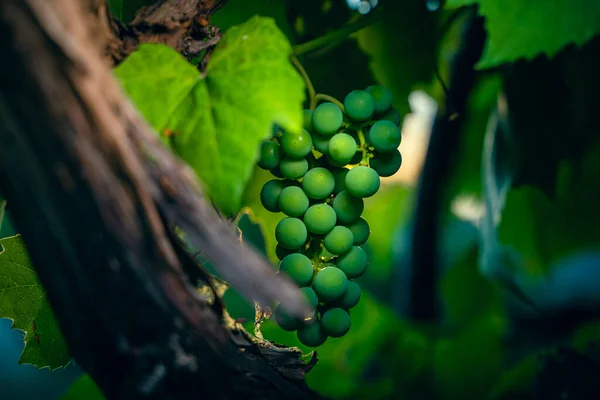Evening Vineyard Young Unripe Green Grapes Close Dusk Growing Vineyard — Stock Photo, Image