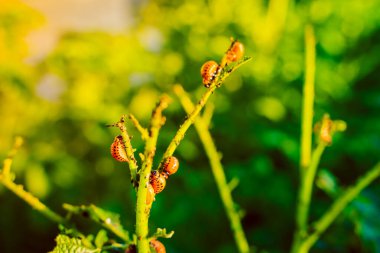 Red larvae of the Colorado potato beetle ate a potato plant. Colorado beetles close-up on a potato plantation in the early morning at sunrise