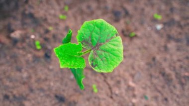 A beautiful saturated green leaf of a young cucumber plant in the early morning in the rays of a shabby rising sun, a top view against the background of the garden soil. Smooth camera rotation. High