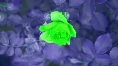 Fake green rose and purple-blue leaves, seen from above. Camera rolling over a surreal rose garden. High quality FullHD footage