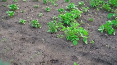 Camera movement through home garden with growing potatoes. High quality FullHD footage