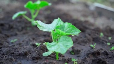 Green leaves of cucumber plant close-up after watering in water drops. Smooth frame movement. High quality FullHD footage