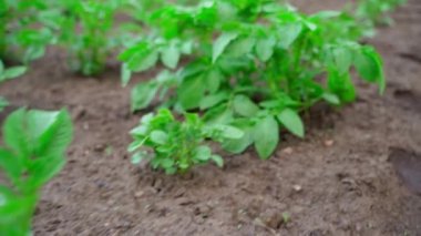Movement along a growing potato close-up. High quality FullHD footage