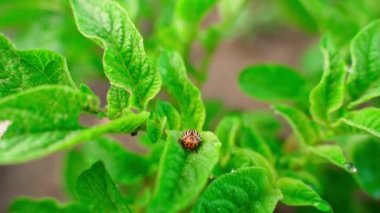 The Colorado potato beetle hid on a potato leaf in the early morning. Close-up with blurred background. High quality FullHD footage