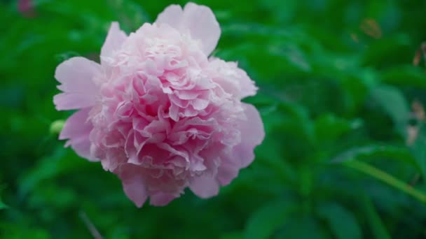 Evening Footage Pink Large Peony Close High Quality Fullhd Footage — Wideo stockowe