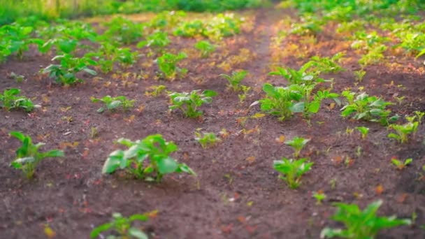 Beautiful Well Groomed Garden Growing Young Potatoes Early Morning Sunrise — Stock video