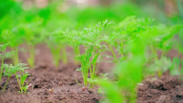 Young Juicy Green Leaves Growing Carrot Soil Close Blurred Background — Stockvideo