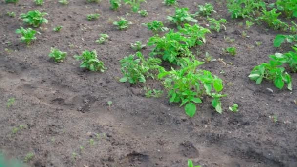 Camera Movement Home Garden Growing Potatoes High Quality Fullhd Footage — Stock video