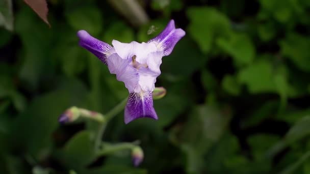 Top View Triangular Gently Purple Iris Flower Close High Quality — Vídeos de Stock