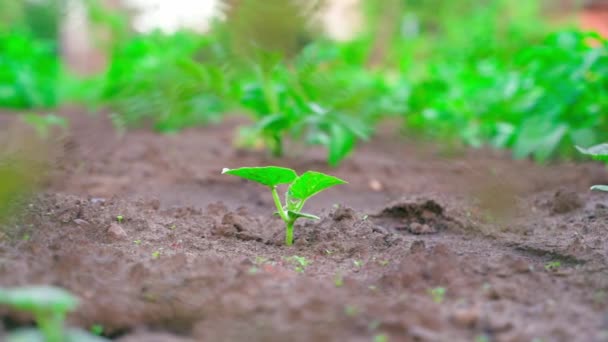 Beautiful Vegetable Garden Growing Green Plants Sieve High Quality Fullhd — Vídeos de Stock