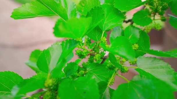 Green Unripe Mulberries Close Tree High Quality Fullhd Footage — стоковое видео