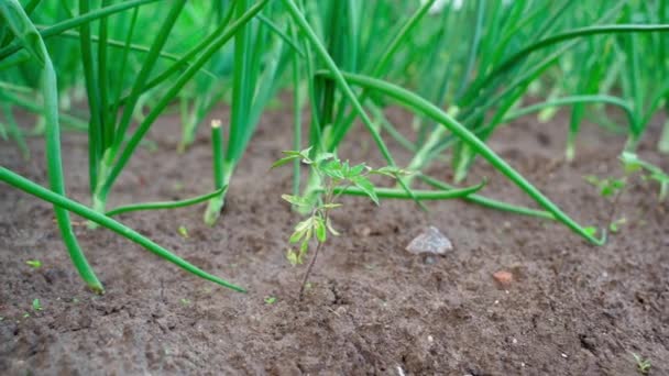 Small Tomato Seedling Grows Background Large Green Onion High Quality — Vídeos de Stock