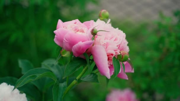 Beautiful Large Lush Peony Soft Pink Color Close Blurred Background — Stock video