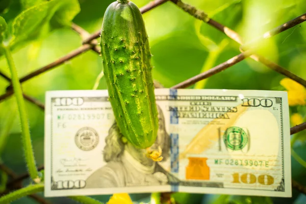 A cucumber growing on a net covered the face of a hundred dollar bill. Juicy green cucumber on the background of us dollars close-up