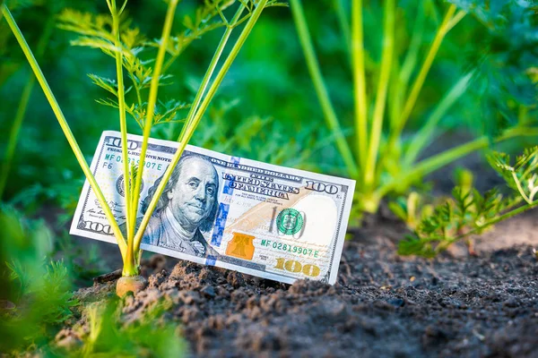 A hundred dollar bill next to a carrot growing in the soil close-up in a garden bed. Farm soil money with vegetables