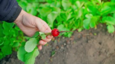 A hand holds a red radish root just pulled out of the soil, close-up against the backdrop of a garden bed. Harvest from home garden on blurred background. High quality FullHD footage