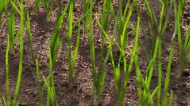 Green onions in the rays of the morning rising sun. Movement along the chain-link fence against the background of green plants in the garden. High quality FullHD footage
