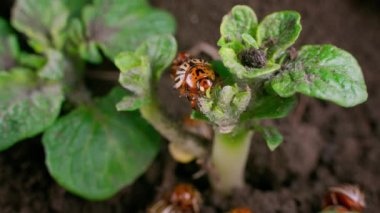 Colorado potato beetle eats potato leaves close-up. Invasion of crop pests. High quality 4k footage