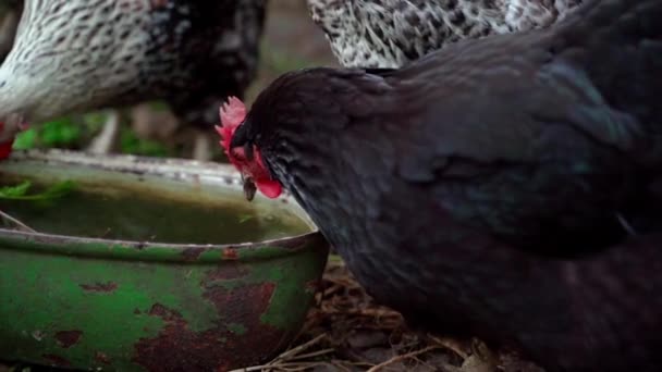 Black Hen Drinks Water Close Feeder Evening Growing Chickens High — Stockvideo