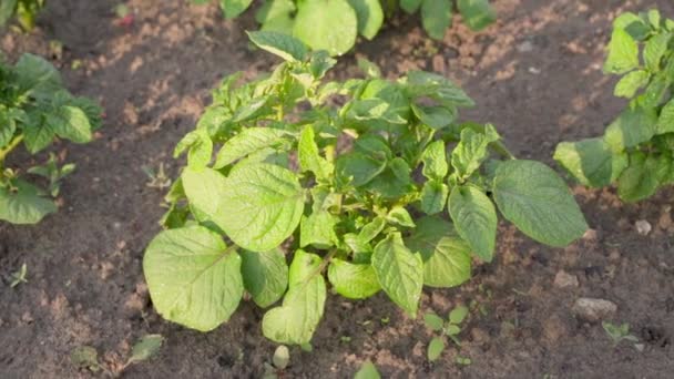 Growing Potato Leaves Gnawed Pests Close Early Morning High Quality — 图库视频影像
