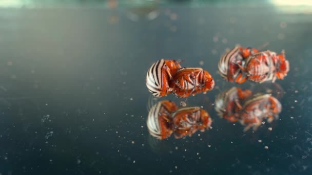 Two Pairs Colorado Potato Beetles Mate Close Mirror Surface High — Stock videók