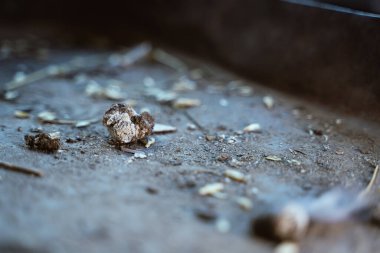 Yerde taze tavuk gübresi var.