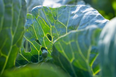 A leaf of a growing white cabbage is infested with whiteflies close-up against a blurred background. Insect pest Aleyrodoidea eating plants on farmland