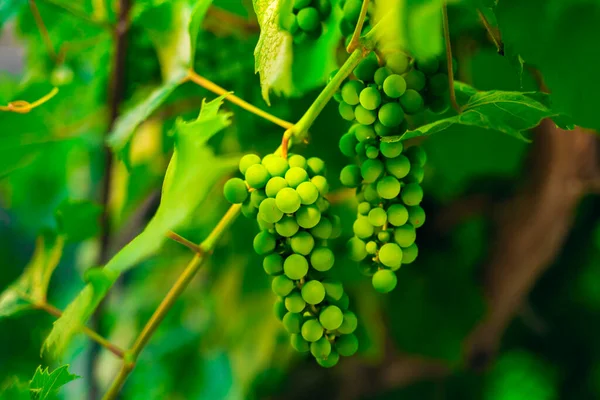 Unripe Green Grapes Close Soft Warm Sunlight Vineyard Early Morning — Stock Photo, Image