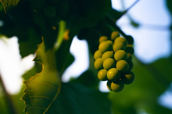 Berries Unripe Green Grapes Grow Close Sunrise Vineyard — Stock Photo, Image