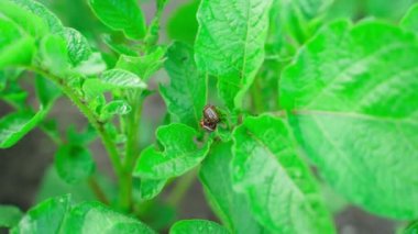 Two Colorado potato beetles on fresh juicy young potato leaves close up. High quality FullHD footage