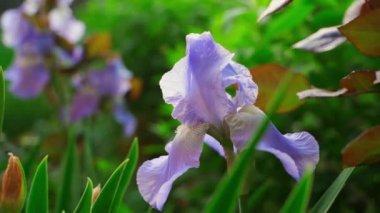 Smooth camera parallax around a delicate purple iris flower close-up. High quality FullHD footage