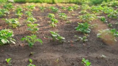 Beautiful well-groomed garden bed with growing young potatoes behind a mesh fence. Well-groomed plantation in the early morning in the rays of the rising sun. High quality FullHD footage