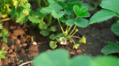 Blooming strawberries in the rays of the setting sun. Smooth camera movement. High quality FullHD footage