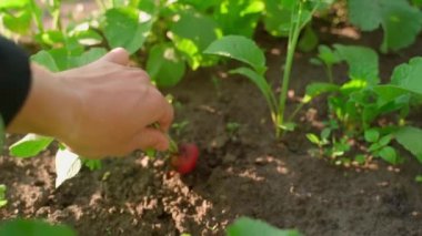 The hand pulls a red radish from the garden bed and shows close-up. High quality FullHD footage