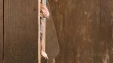 Positive smiling yard dog of brown color looks out of his wooden kennel. High quality FullHD footage