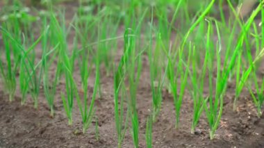 A beautiful well-groomed garden bed with growing onions behind a mesh fence. A well-groomed plantation of green onions in the early morning in the rays of the rising sun. High quality FullHD footage