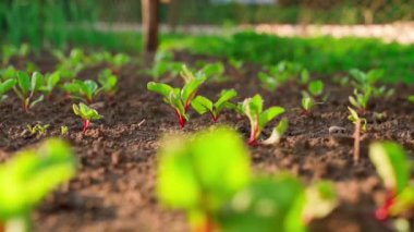 Fresh young leaves of red beets in the rays of the setting sun in the vegetable garden. Smooth camera movement. High quality FullHD footage