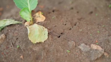Ant buildings near a withering white cabbage seedling. High quality FullHD footage