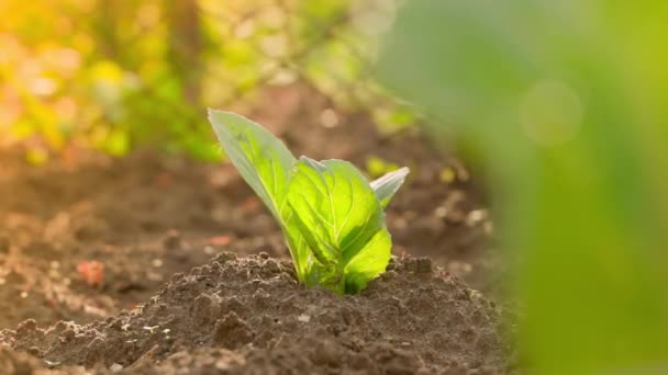 Seedling White Cabbage Grows Soil Garden Bed Close Evening Sunset — Stockvideo