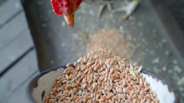 Chicken Pecks Wheat Directly Glass Close Slow Motion High Quality — Video Stock