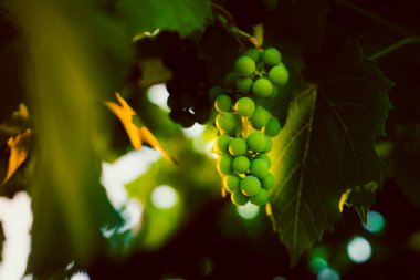 Sabah yumuşak güneş ışığı yeşil üzüm yetiştirenleri aydınlatır.