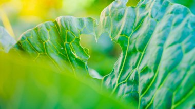 Whiteflies gnawed a heart-shaped hole in a white cabbage leaf. Insect pests Aleyrodoidea spoil crops. Heart shaped figure in nature