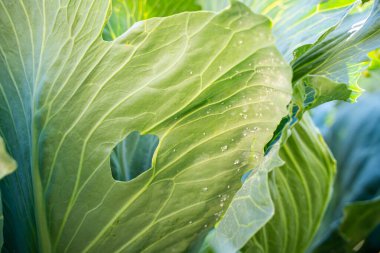A leaf of a growing white cabbage is infested with Aleyrodoidea in holes