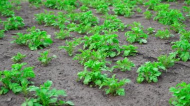 Plantation planted with potatoes. Growing potatoes. High quality FullHD footage