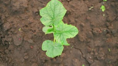 Young cucumber plant with leaves in water drops, top view. Camera rotation. High quality FullHD footage