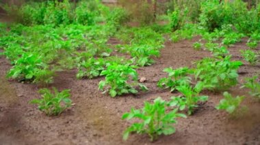 View of a garden bed with growing potatoes through a mesh fence. High quality FullHD footage