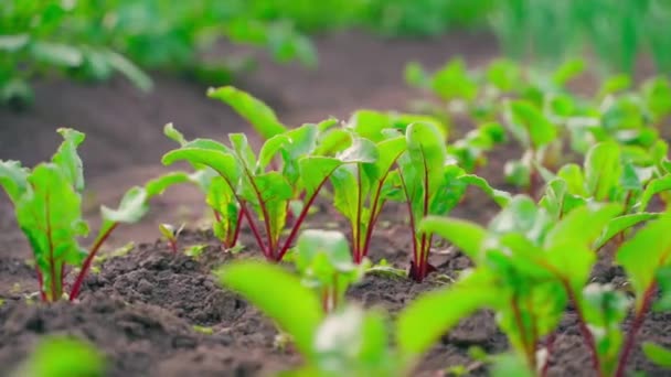 Vegetable Garden Bed Growing Red Beets Close Blurred Background Smooth — 图库视频影像