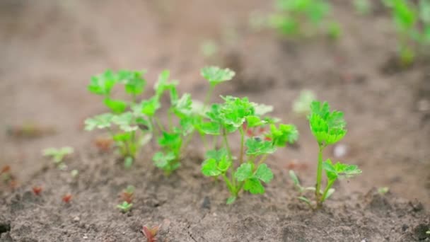 Parsley Growing Soil Garden Bed Close Blurred Background Growing Indoor — Vídeo de Stock
